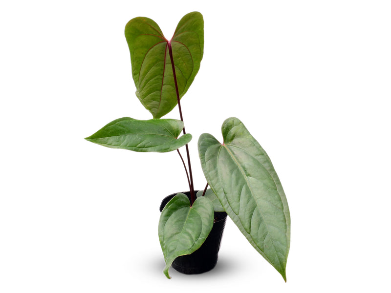 Anthurium Espiritu de Montana x Anthurium Jungle Dreams