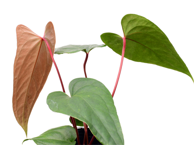 Anthurium Espiritu de Montana x Anthurium Jungle Dreams