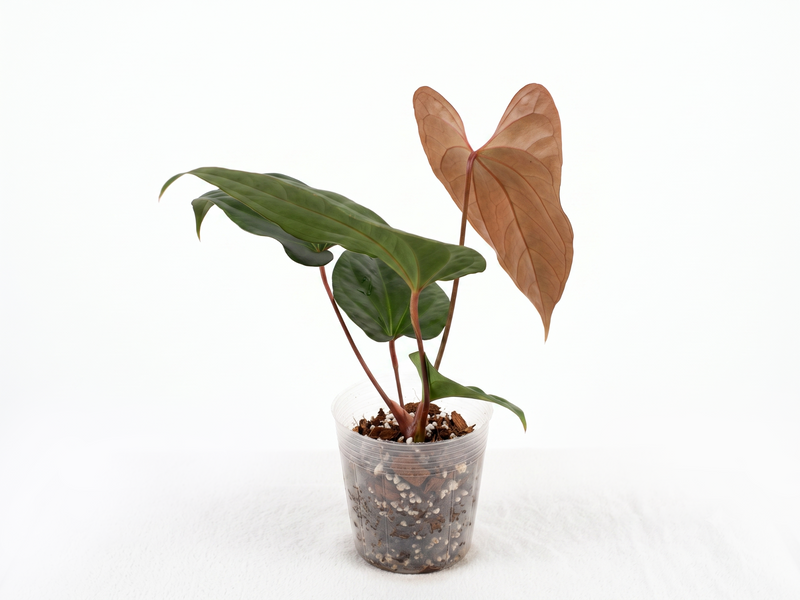 Anthurium Espiritu de Montana x Anthurium Luxury Jungle