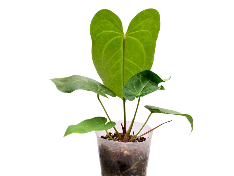 Anthurium Espiritu de Montana x Anthurium Magnificent Silver