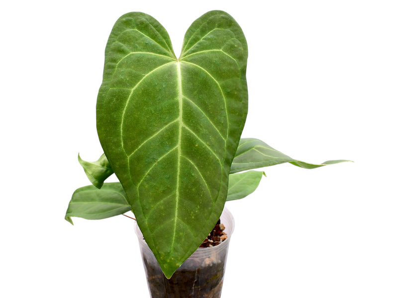 Anthurium Espiritu de Montana x Anthurium Magnificent Silver