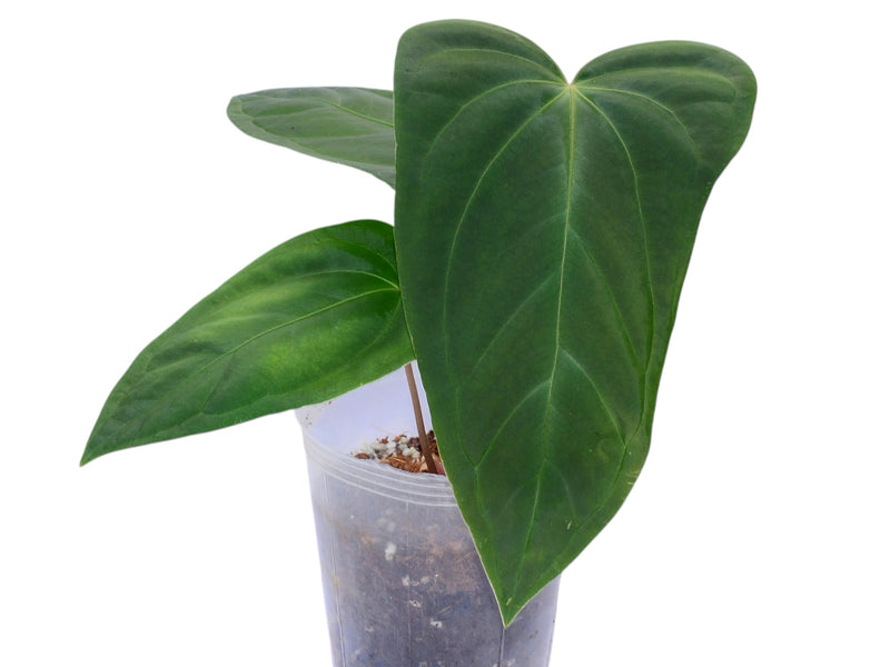 anthurium spirit Anthurium Noel's New Spirit
