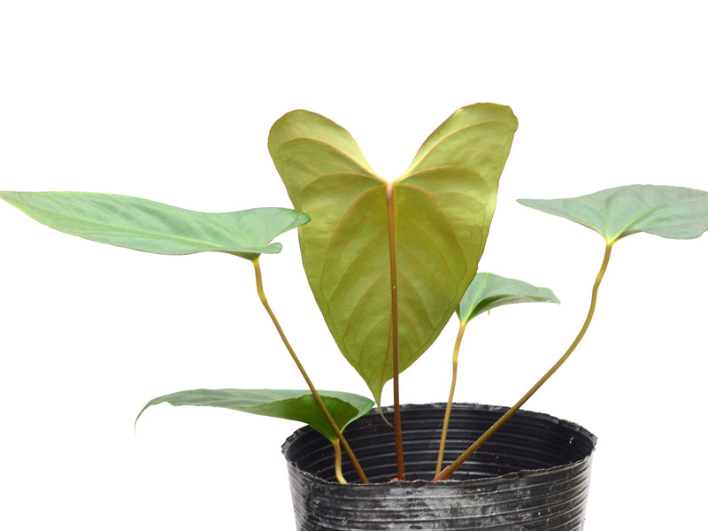 Anthurium Espiritu de Montana x Anthurium papillilaminum