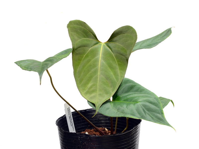 Anthurium Espiritu de Montana x Anthurium papillilaminum
