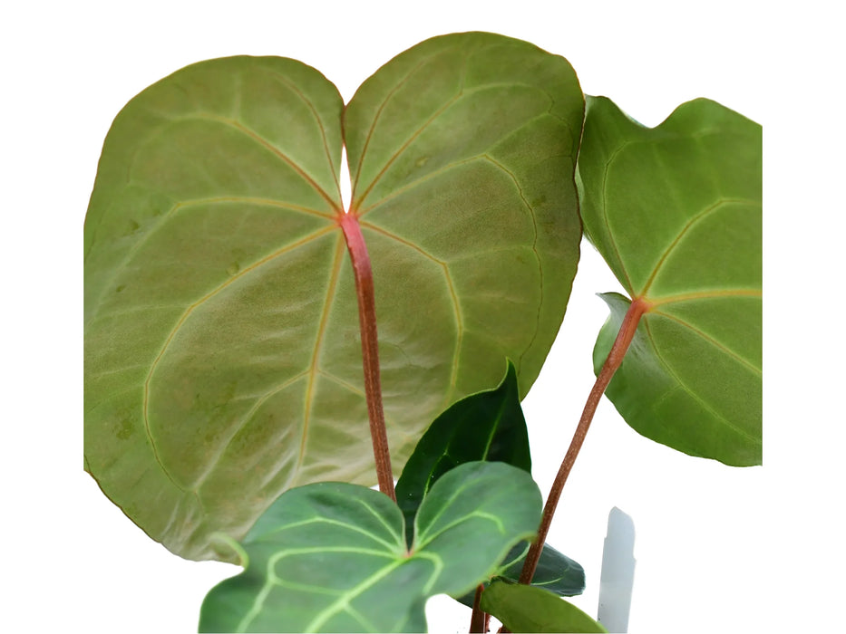 Anthurium Eureka