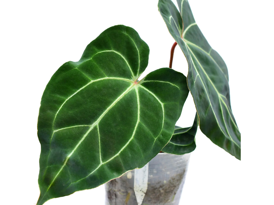 Anthurium Eureka