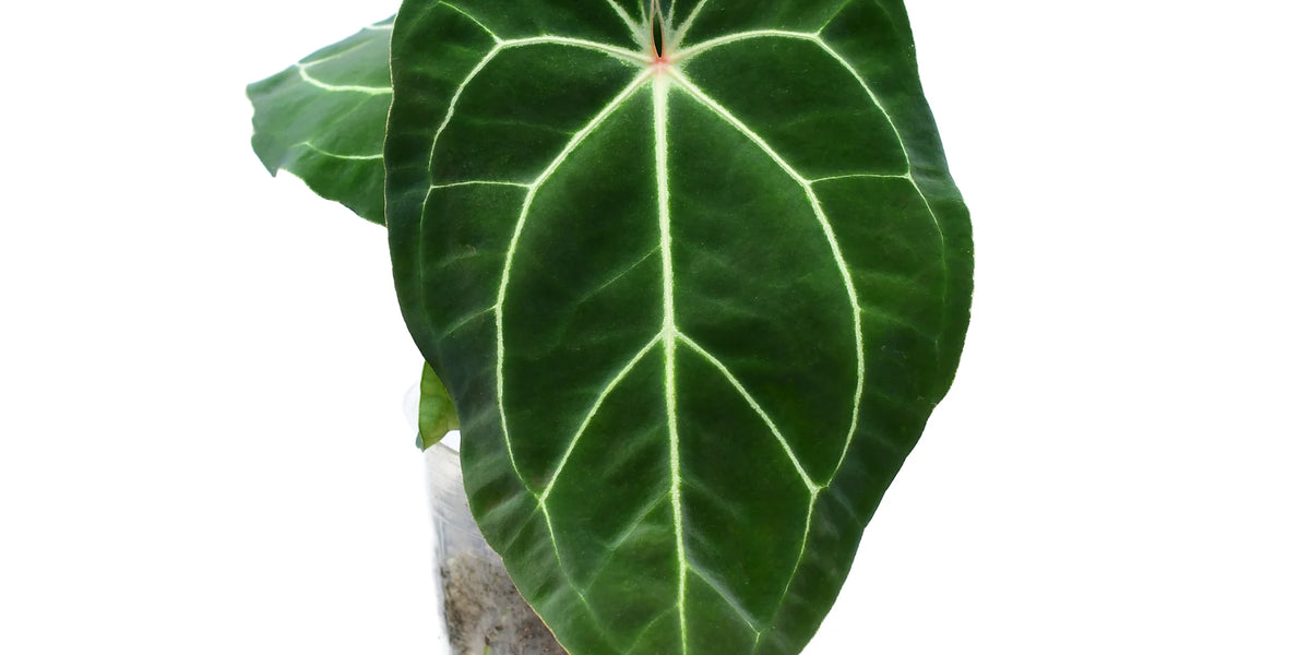 anthurium ecuagenera Anthurium Eureka — Ecuagenera Orquídeas del Ecuador