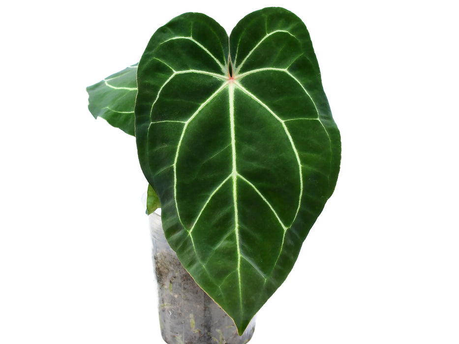 Anthurium Eureka