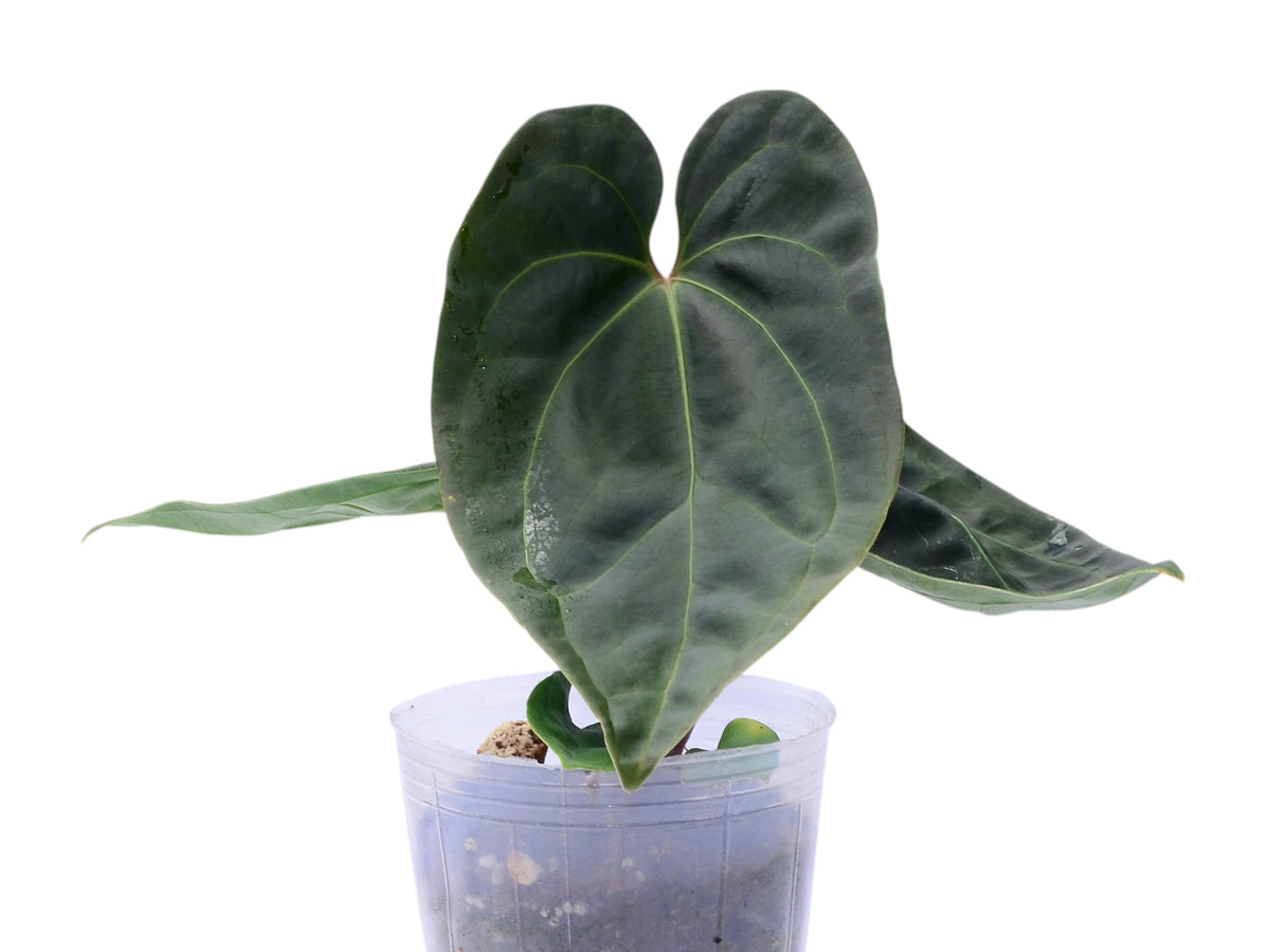 anthurium andean moon Anthurium The Moon of Archimedes