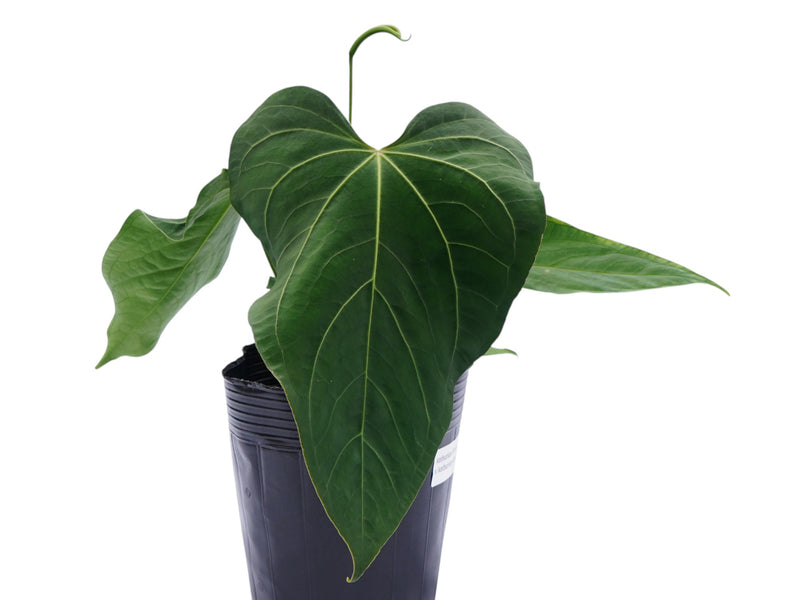 Anthurium Eureka x Anthurium Andean Night