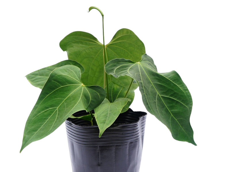 Anthurium Eureka x Anthurium Andean Night