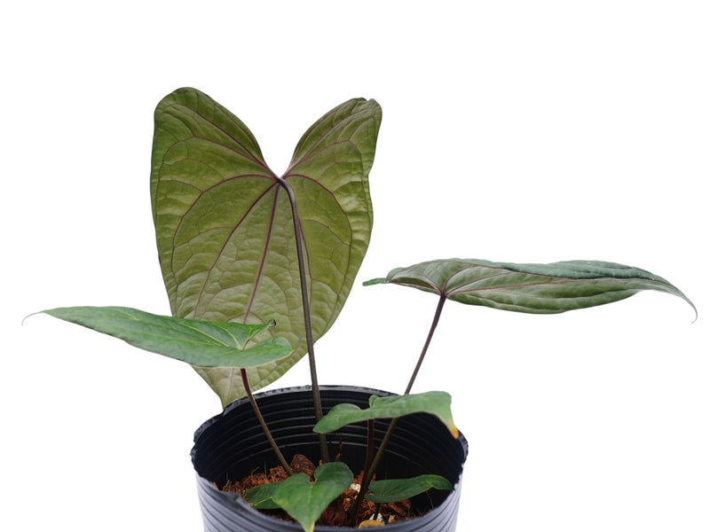 Anthurium Eureka x Anthurium Luxury Jungle