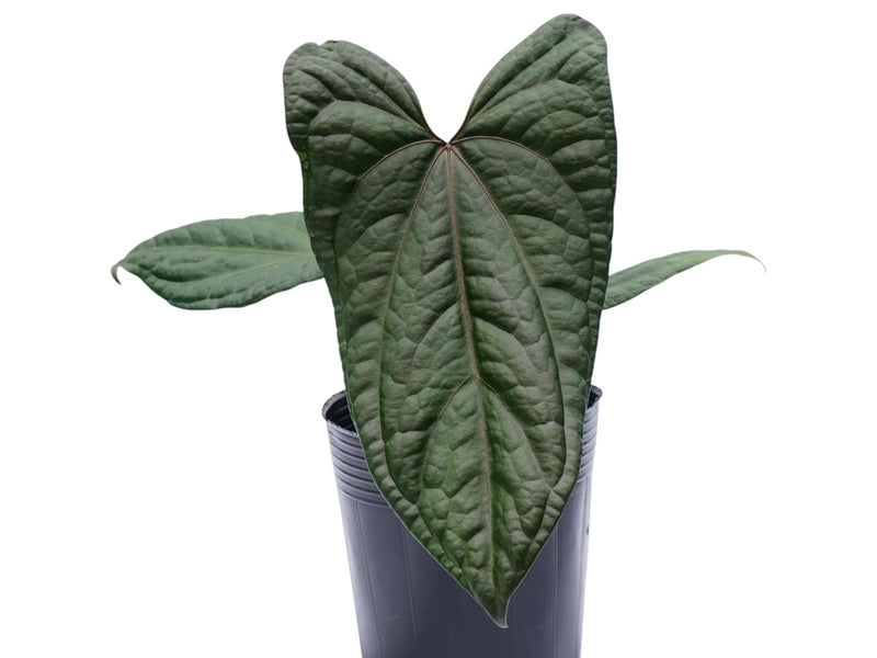 Anthurium Eureka x Anthurium Luxury Jungle