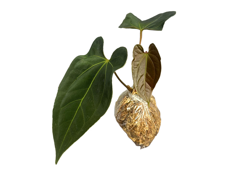 Anthurium Eureka x Anthurium papillilaminum