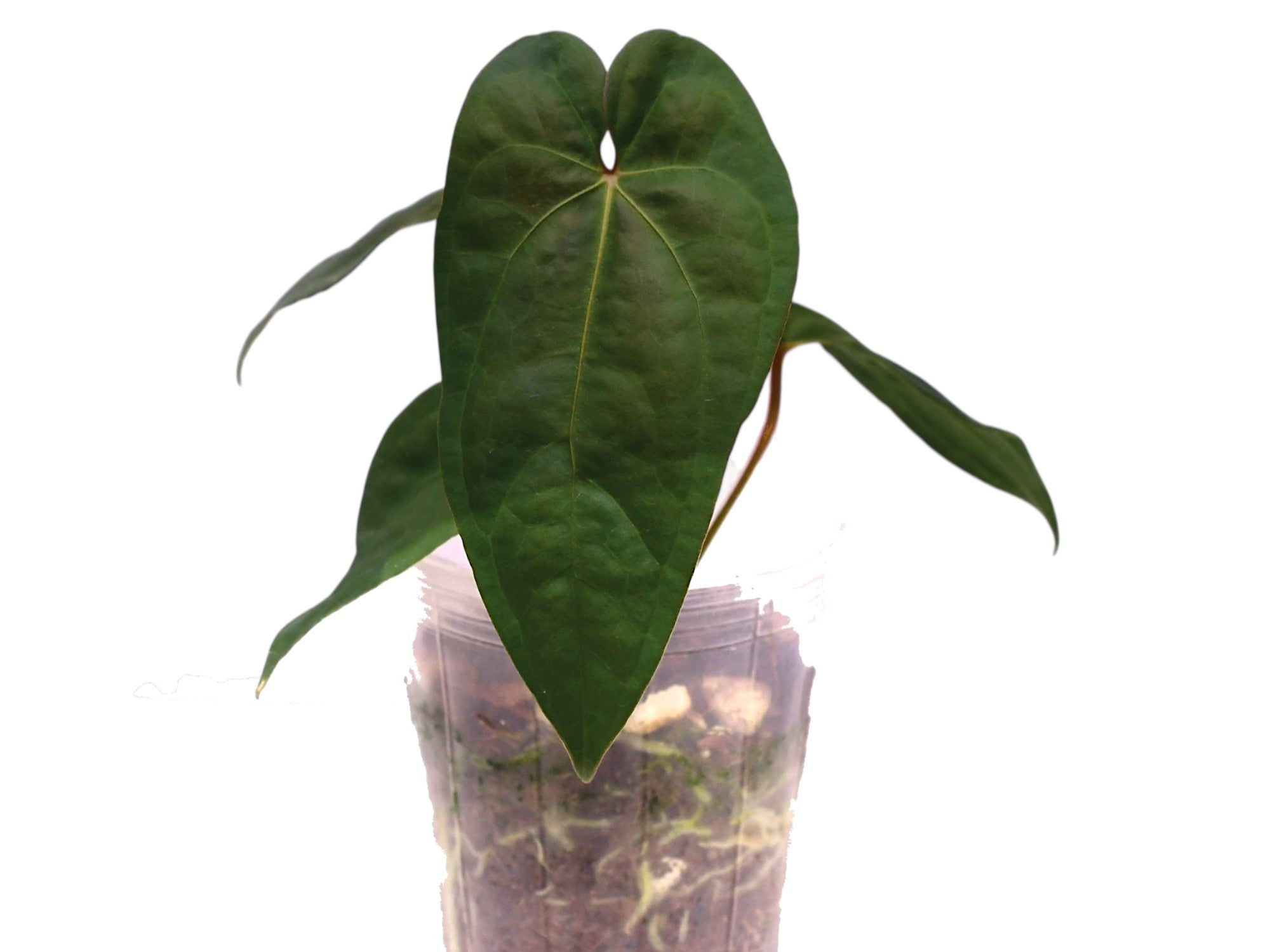 Anthurium Eureka x Anthurium nigrolaminum 'Gigi' — Ecuagenera
