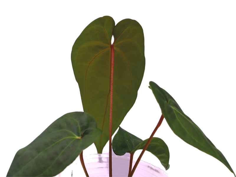 Anthurium Eureka x Anthurium nigrolaminum 'Gigi'