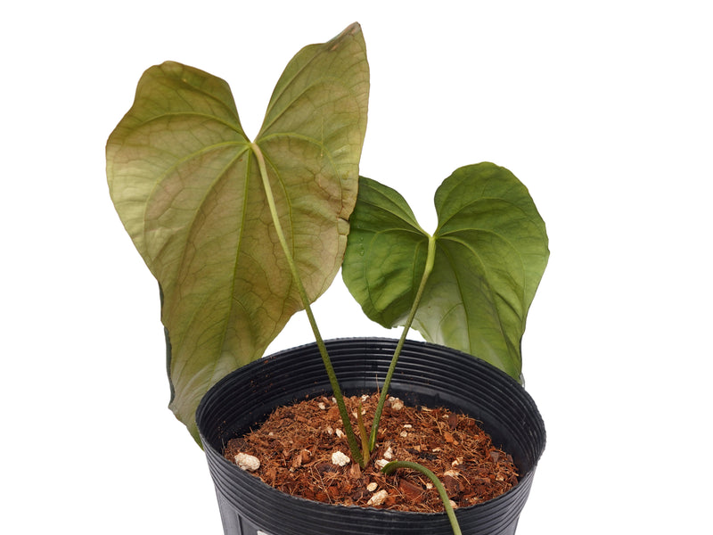Anthurium Fantasia de la Luna