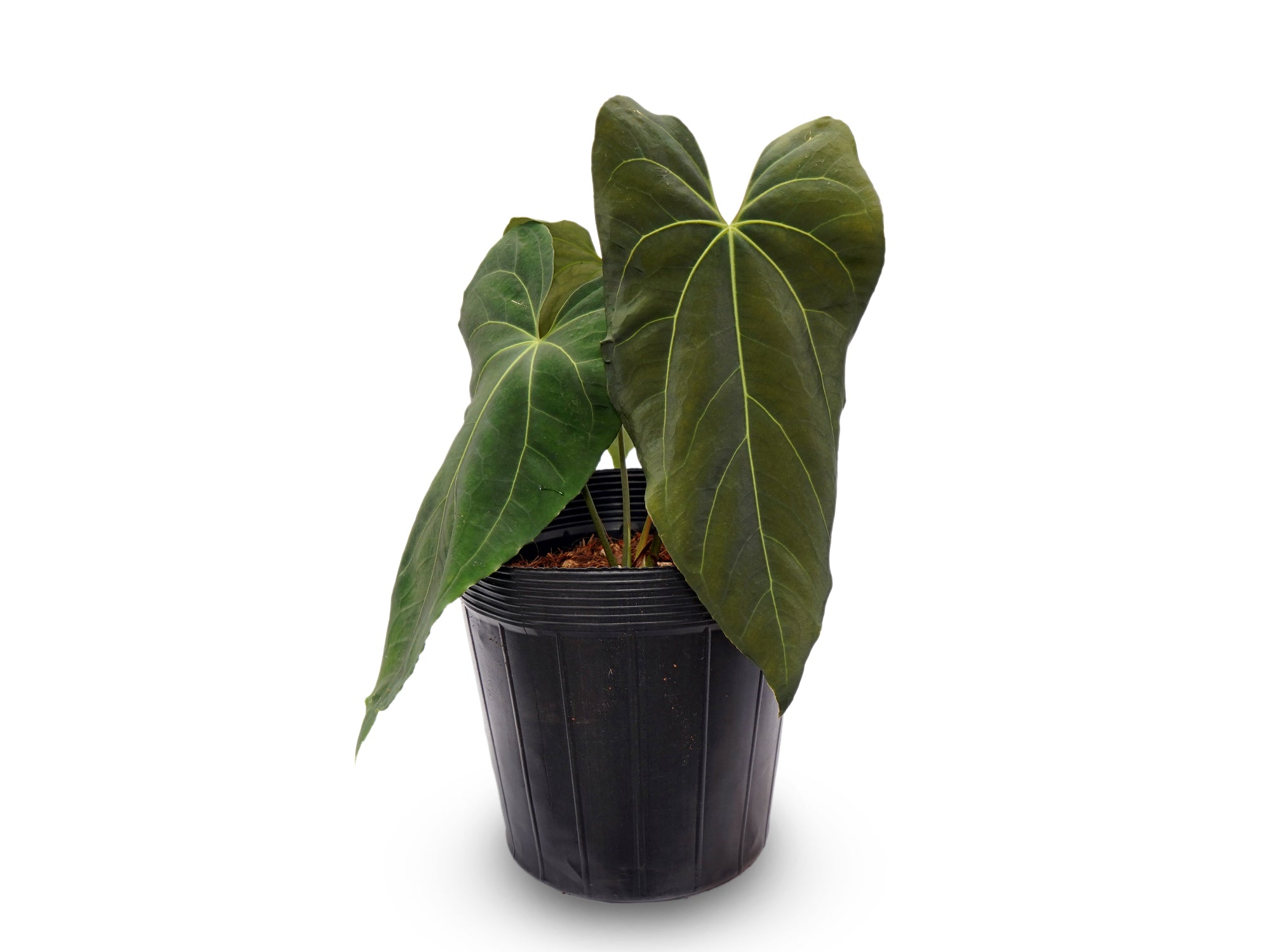 Anthurium Fantasia de la Luna