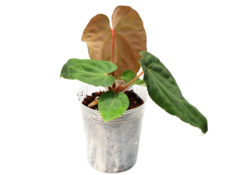 Anthurium Fantasy inverse crossing