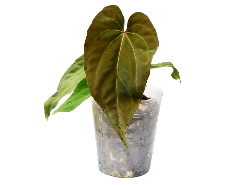 Anthurium Fantasy inverse crossing