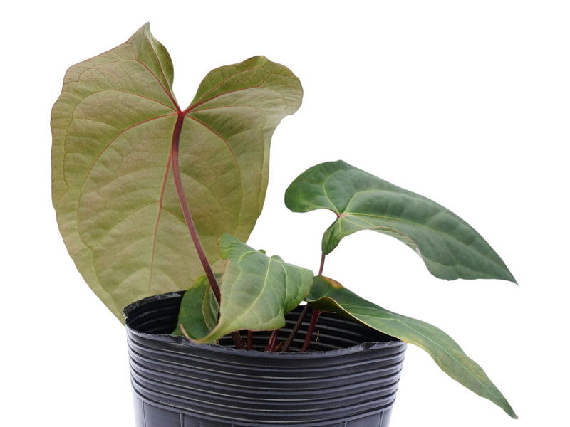 Anthurium Fantasy 'Inverse crossing' x Anthurium Amazon Joy
