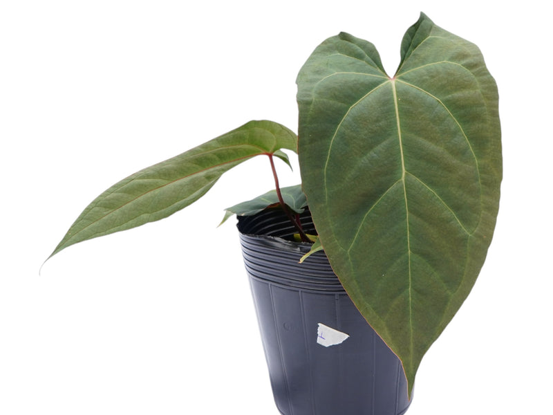 Anthurium Fantasy 'Inverse crossing' x Anthurium Amazon Joy