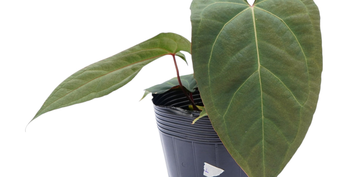 Anthurium Fantasy 'Inverse crossing' x Anthurium Amazon Joy