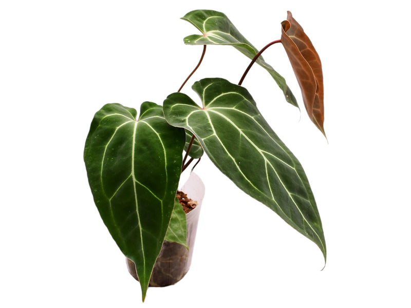 Anthurium Fantasy Sky