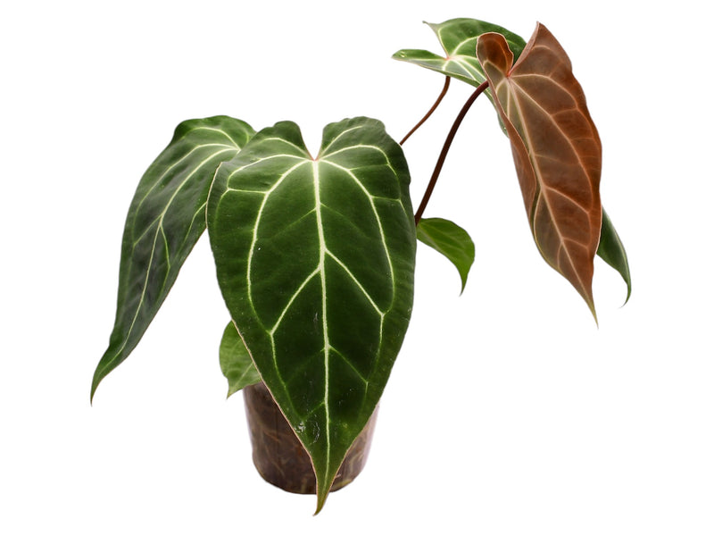 Anthurium Fantasy Sky