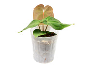 anthurium fantasia Anthurium Fantasy — Ecuagenera Orquídeas del Ecuador