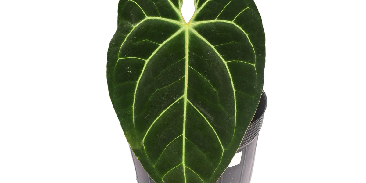fantasia anthurium Anthurium Fantasy