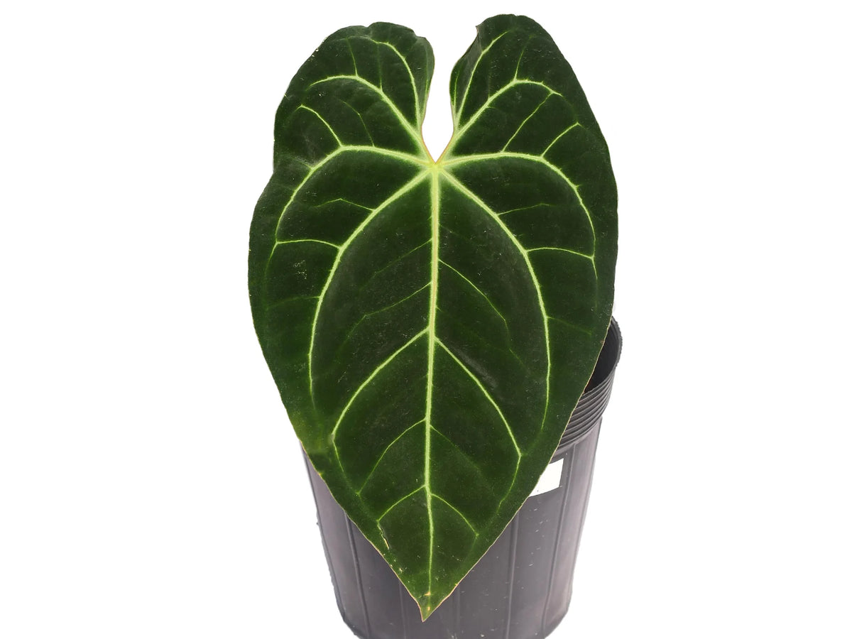 anthurium fantasia Anthurium Fantasy