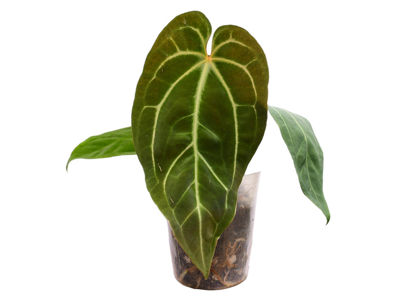 Anthurium Fantasy x Anthurium Magnificent Silver