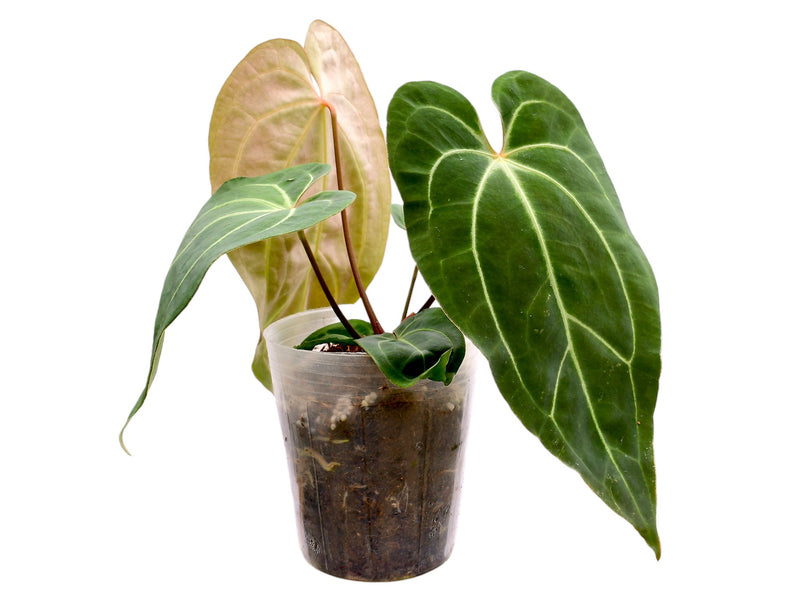 Anthurium Fantasy x Anthurium Magnificent Silver