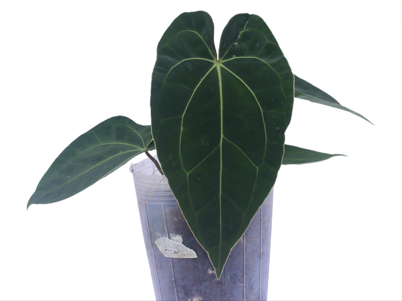Anthurium Fantasy x Anthurium Ecuagenera Green Soul