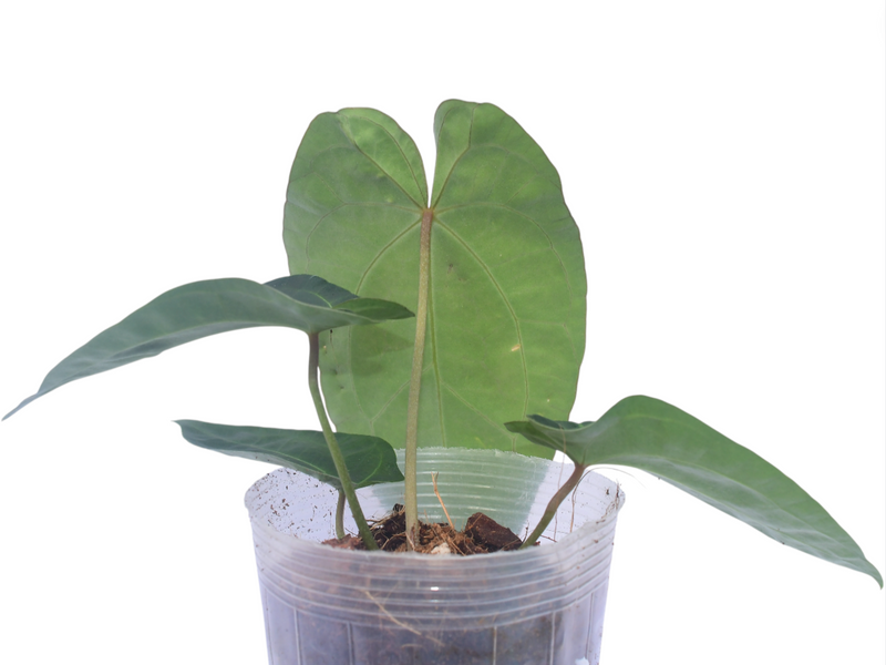 Anthurium Fantasy x Anthurium Ecuagenera Green Soul