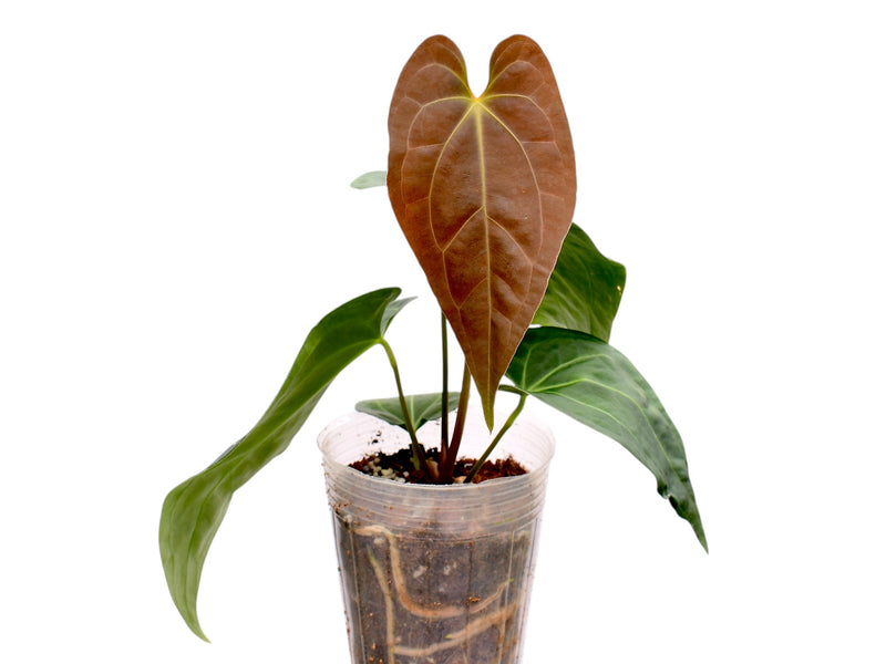 Anthurium Fantasy x Anthurium Magnificent Silver