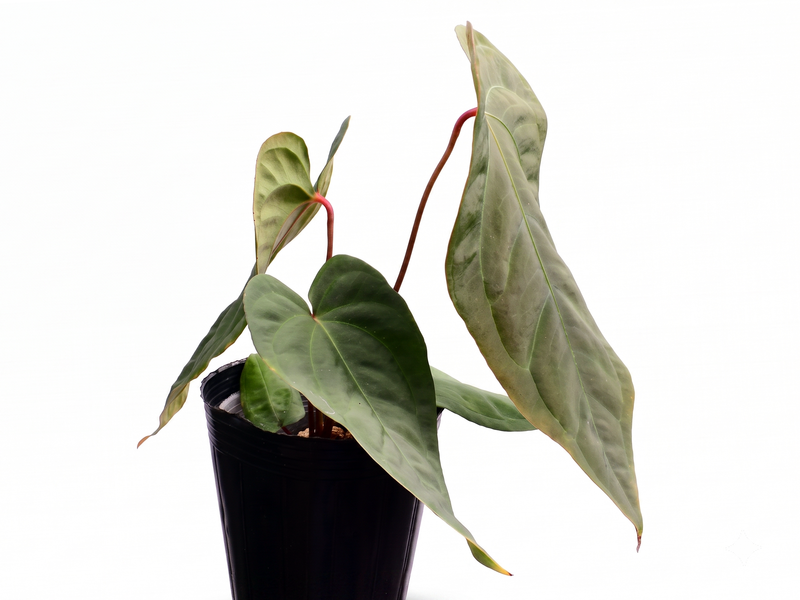 Anthurium Fantasy x Anthurium Noel's Novelty