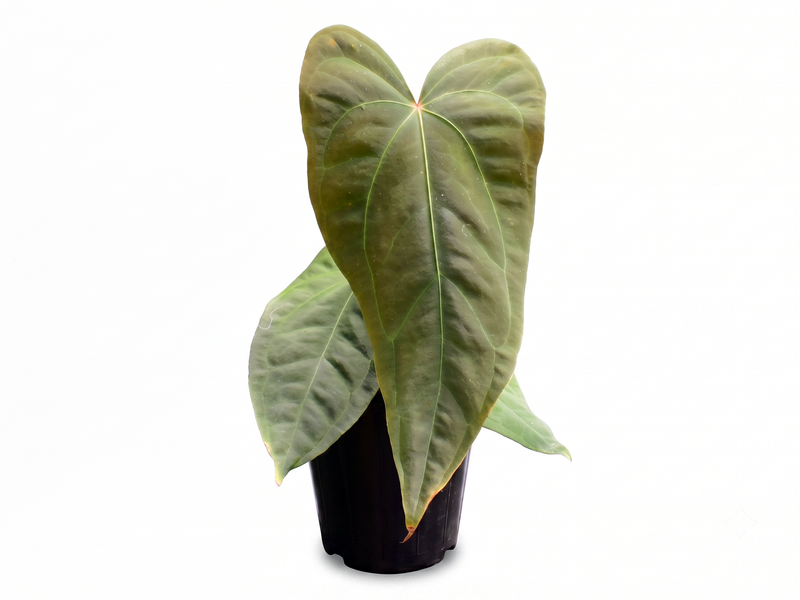 Anthurium Fantasy x Anthurium Noel's Novelty