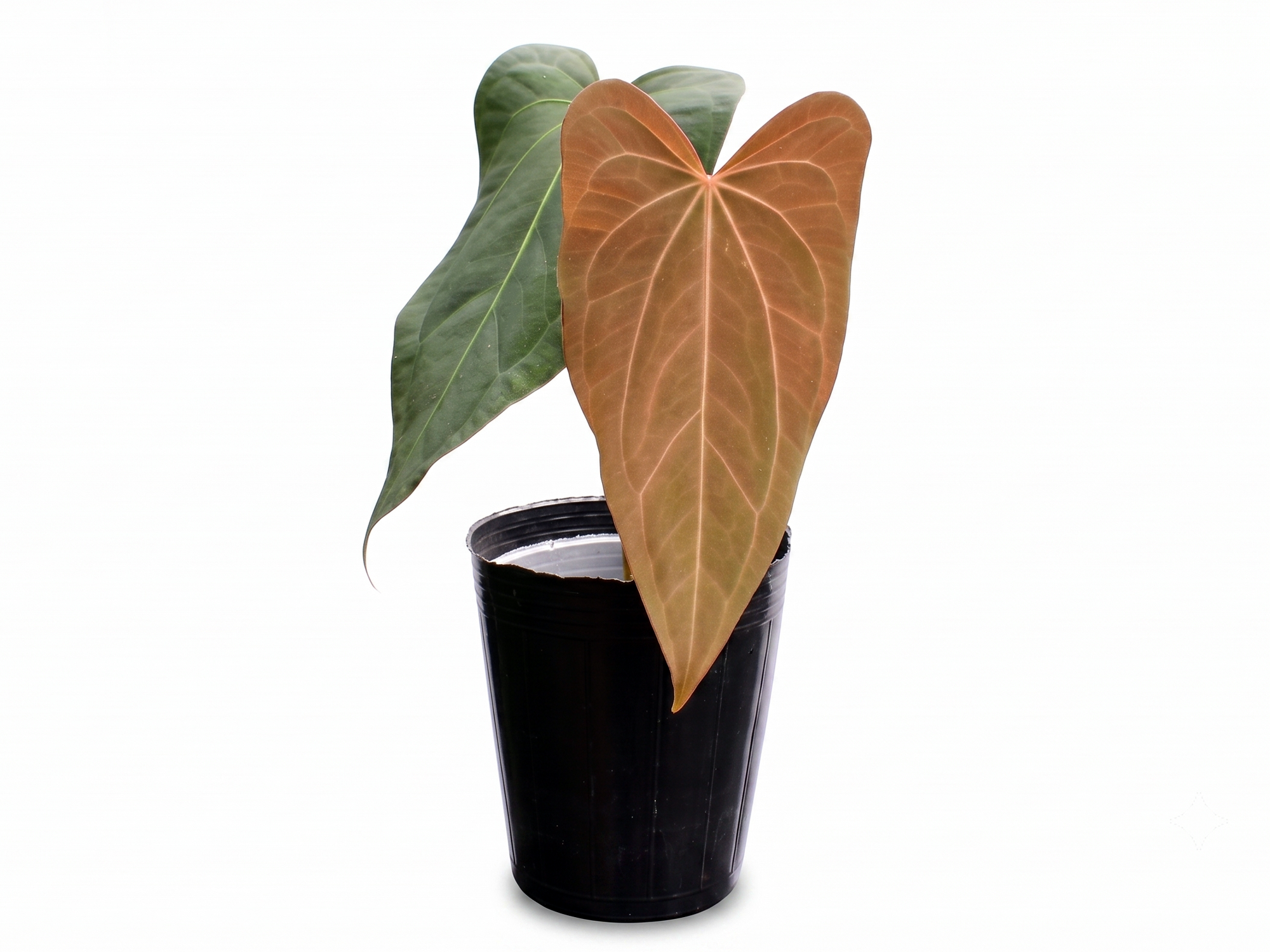 Anthurium Fantasy x Anthurium Noel's Novelty