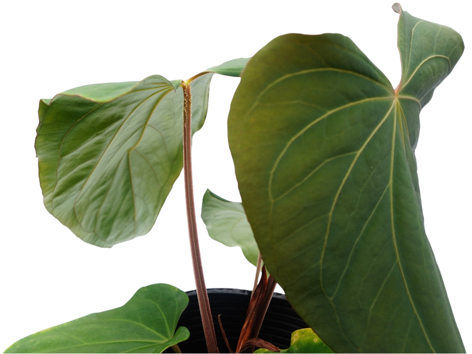 その他観葉植物 anthurium kunayalese Anthurium Fantastic Kunayala — Ecuagenera Orquídeas del Ecuador