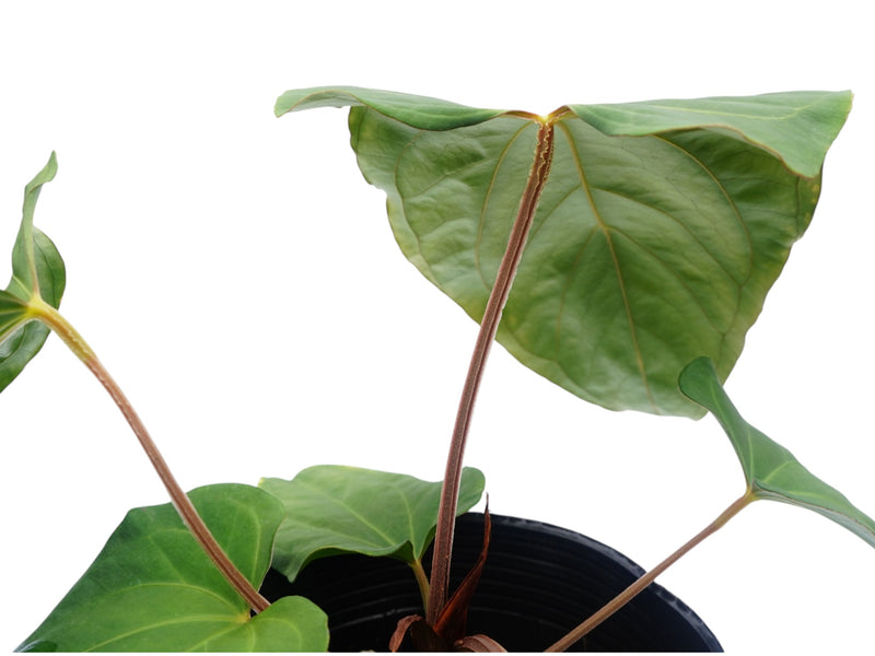 Anthurium Fantasy x Anthurium kunayalense