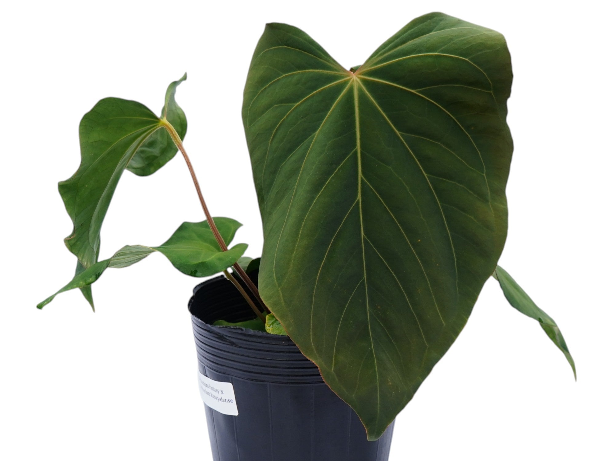 Anthurium Fantastic Kunayala — Ecuagenera Orquídeas del Ecuador