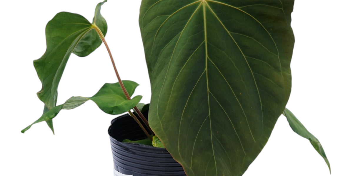 anthurium nangaritense Anthurium Fantastic Kunayala