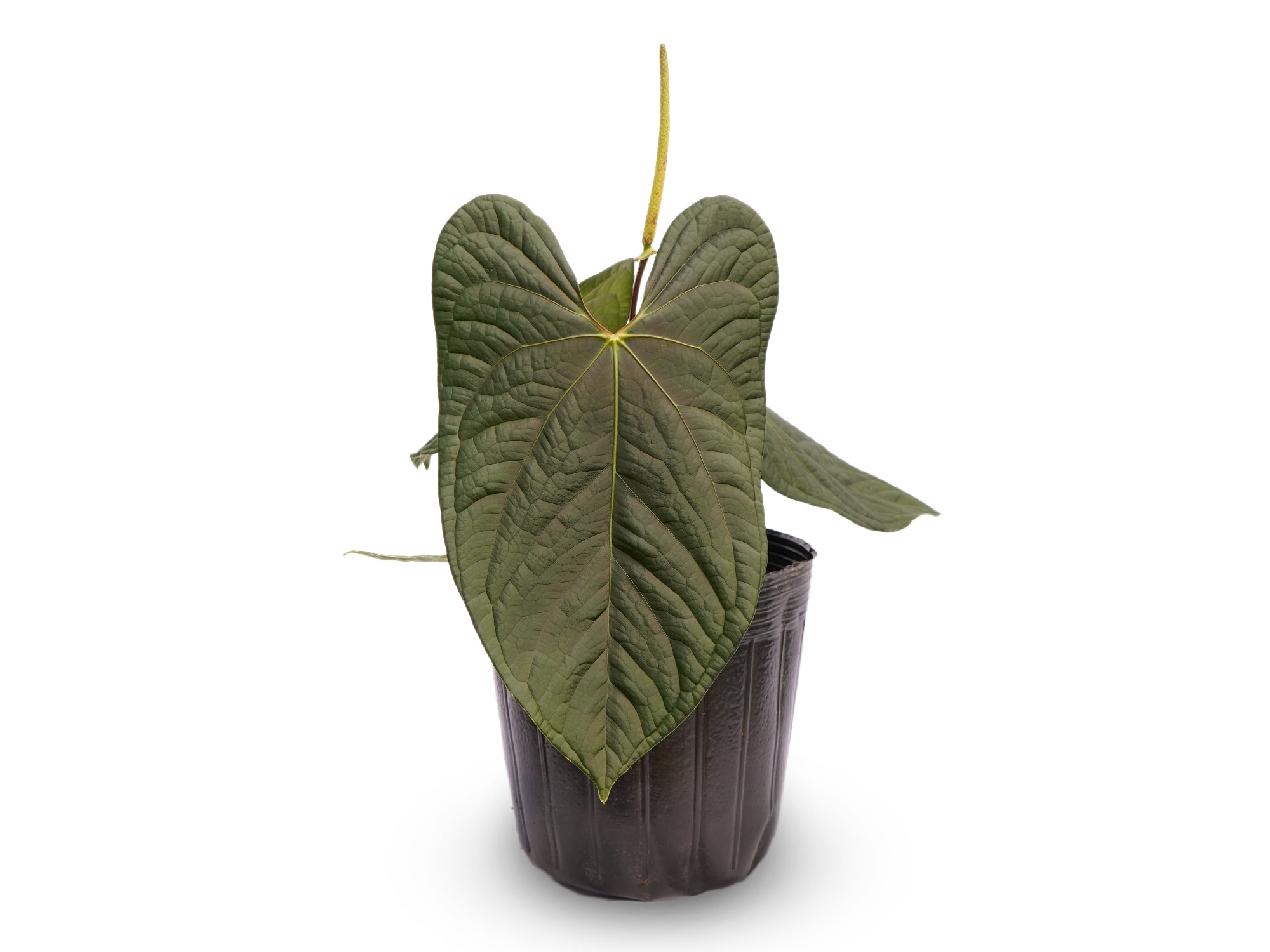Anthurium Flying High