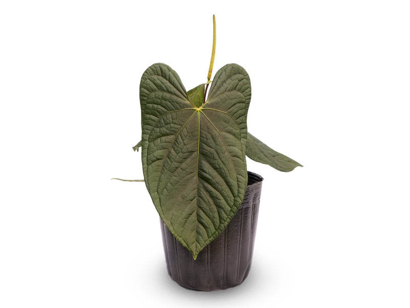 Anthurium Flying High