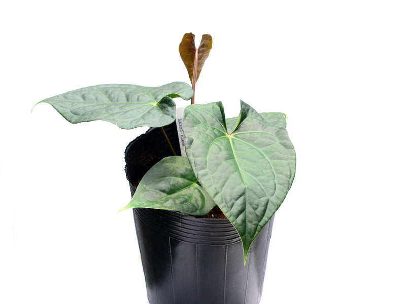 Anthurium Gigantic Luxury x Anth. Magnificent Silver