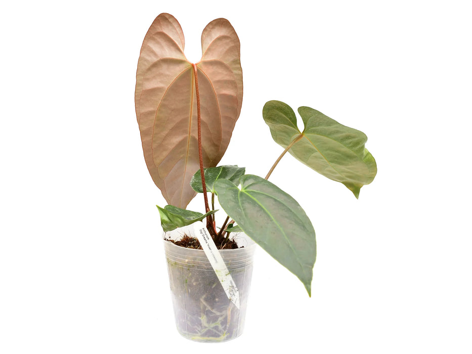 Anthurium Gigi Dreams 'Inverse crossing'