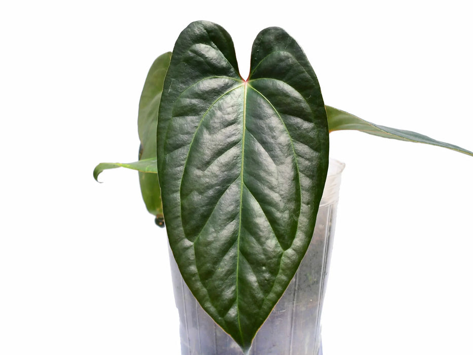 Anthurium Gigi Dreams