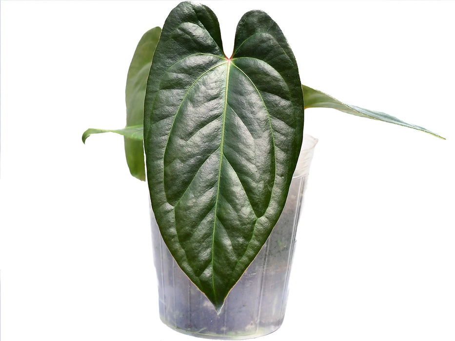 Anthurium Gigi Dreams